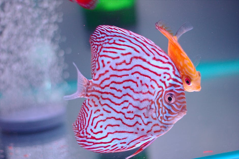 Vibrant discus fish swimming in a Malaysian aquarium, showcasing colorful patterns.