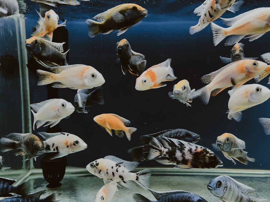 A vibrant display of various fish swimming in a clear aquarium tank.