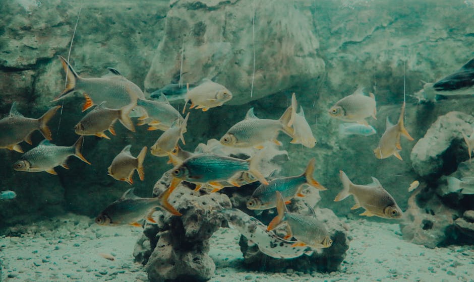 School of fish swimming gracefully in a large aquarium, showcasing aquatic life.