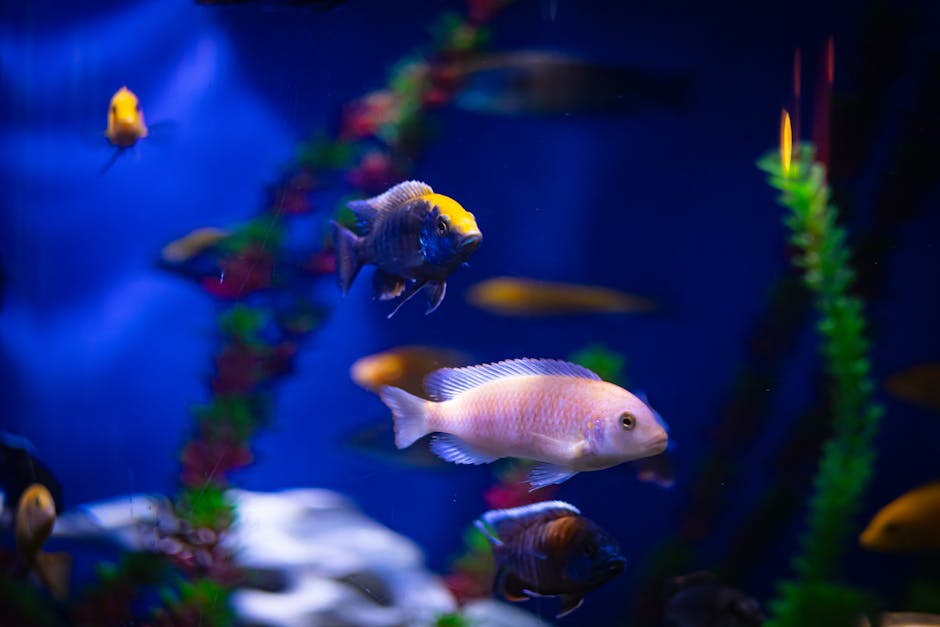 Colorful tropical fish swimming in an aquarium with vivid backgrounds